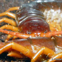 scolopendra_subspinipes4ml