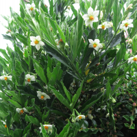 Solanum pseudocapsicum (Pommier d'amour)