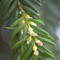 taxus_baccata3md (Taxus baccata)