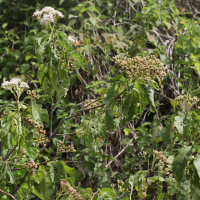 Vernonia colorata (Vernonia)