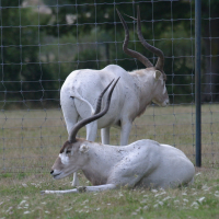 Addax nasomaculatus (Antilope blanche, Antilope à nez tacheté)