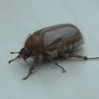 amphimallon_solstitiale2md (Amphimallon solstitiale)