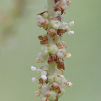 boehmeria_penduliflora4md (Boehmeria penduliflora)