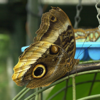 Caligo atreus (Papillon chouette)
