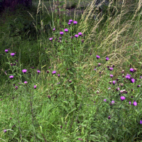 centaurea_jacea_grandiflora1md (Centaurea decipiens)