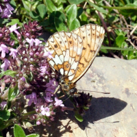 clossiana_selene2md (Boloria selene)