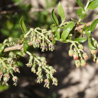 coriaria_myrtifolia7md