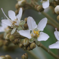 cossinia_pinnata4md (Cossinia pinnata)