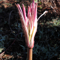 crinum_firmifolium2md