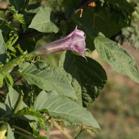 datura_metel6bd (Datura metel)