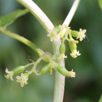 Dioscorea_communis (Dioscorea communis)