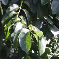 diospyros_virginiana2md