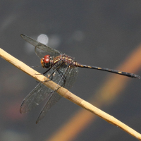 dythemis_sterilis2bd (Dythemis sterilis)