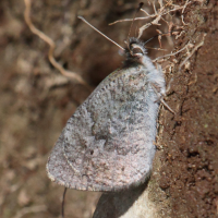 erebia_cassioides4bd (Erebia cassioides)