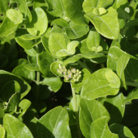Eupatorium integrifolium (Eupatoire)