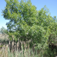Fraxinus angustifolia (Frêne à feuilles étroites)