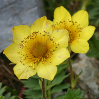 geum_reptans4bd