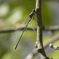 Lestes_viridis (Chalcolestes viridis)