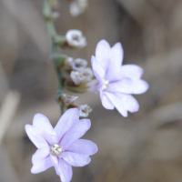 limonium_dubium2bd