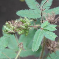 mimosa_pudica5md