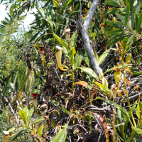 nepenthes_madagascariensis2md