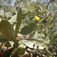 Opuntia stricta (Cactus)