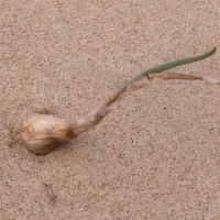 Pancratium maritimum (Lis de mer, Lis des sables, Lis maritime, Lis mathiole)