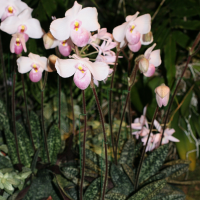 Paphiopedilum_delanatii