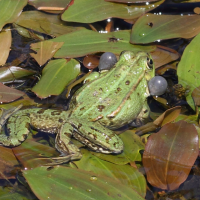 pelophylax_ridibundus4bd