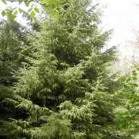 Picea sitchensis (Épicéa de Sitka)