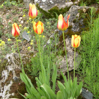 Tulipa gesneriana (Tulipe de Gesner, Tulipe des jardins)