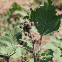 xanthium_strumarium2md