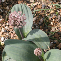 Allium karataviense (Ail)