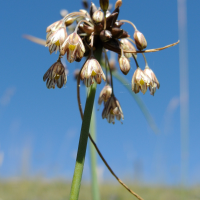 allium_oleraceum3md (Allium oleraceum)