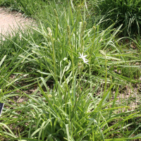 anthericum_liliago3md (Anthericum liliago)