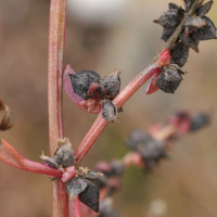 atriplex_prostrata_prostrata5md (Atriplex prostrata)