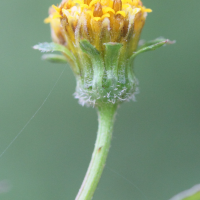 bidens_pilosa2md