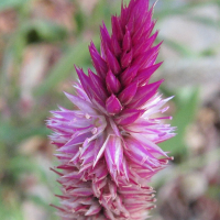 Celosia_argentea (Celosia argentea)