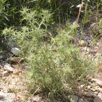 Centaurea calcitrapa (Chaussetrappe)