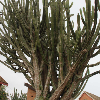 Cereus hexagonus  (Cactus cierge)