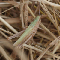 Chorthippus dorsatus (Criquet verte-échine)