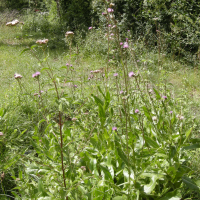 cirsium_monspessulanum5md (Cirsium monspessulanum)