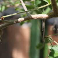 commiphora_africana2md (Commiphora africana)