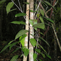 Cordemoya integrifolia (Bois de perroquet)