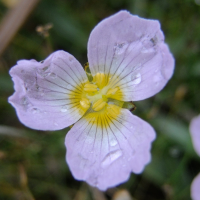 damasonium_alisma2md (Damasonium alisma)