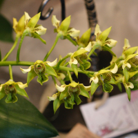 dendrobium_macrophyllum2md