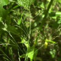 deschampsia_caespitosa3md (Deschampsia caespitosa)