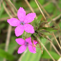 dianthus_armeria2md (Dianthus armeria)