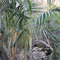 dypsis_onilahensis3md (Dypsis onilahensis)