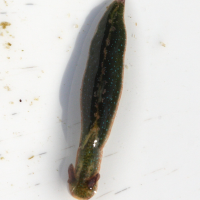 elysia_viridis2md (Elysia viridis)